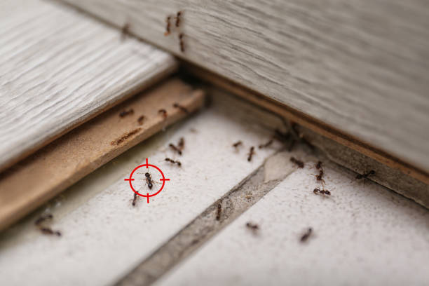 Insect Control in Litchfield, MI