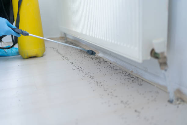 Best Flea Control Services  in Litchfield, MI